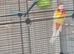 Pair of Rosellas