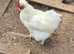 Male Silkie