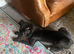 Female Lurcher pup 12 weeks old