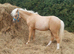 Gorgeous palomino yearling