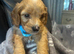 F1 cockapoo ready 16 July