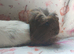 Beautiful pair of girl sows guinea pigs