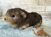 Two boars for sale