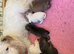 Gorgeous Rough Coated Jack Russell Puppies
