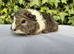 13 week old female piggy