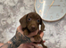 Beautiful dachshunds