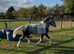 STUNNING FILLY