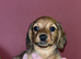 1 female Daxipoo left