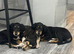 Saluki puppies