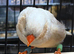 Young zebra finches for sale