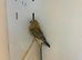 Hen Red Rump Parakeet