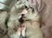 Gorgeous 5 kittens
