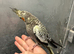 Hand reared baby cockatiel available