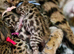 STUNNING BROWN TICA BENGAL KITTENS