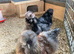 USA  Bearded Silkies