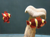 Gold Stripe Maroon Clownfish