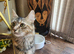 Female ginger/silver tabby