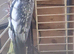 young cockatiels