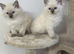 Female kittens