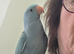 Beautiful hand reared ringneck boys