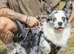 Last two Stunning unique litter of Welsh cardigan corgi puppies