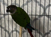 Conure parrot