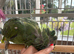 Beautiful tame Amazon
