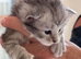 Maine Coon kittens from Grand Champion GCCF parents for sale