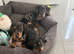 PRA Clear miniature dachshund puppies