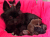 Yorkshire terrier biewer chocolate/ chocolate & tan