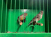 Pair of colour canaries