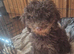 Miniature poodle puppys