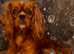 Charming Cavapoo’s from our girl.