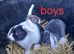 Mini lop bunnies