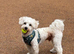 Male dog needs a new home