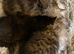 Ragdoll x Siberian kittens Ready Now