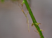 Vietnamese Stick Insect Nymphs