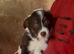 6 Border collie X jack russle pups for sale
