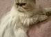 Beautiful Persian girl and long haired cat for sale