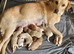 Labradoodle puppies