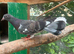 English garden fantail pigeons
