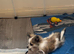 Pomchi boy for sale
