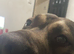 Rottweiler cross shepherd
