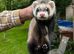 Working Ferrets for sale (Polecat Mix)