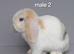 Mini lop rabbits ready now