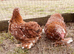 Pekin girls