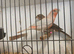 Opal Mexican house finches for sale.