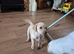 Labrador retriever puppy