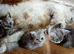 Blue mix Persian kittens