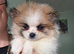 Pomeranian Puppies